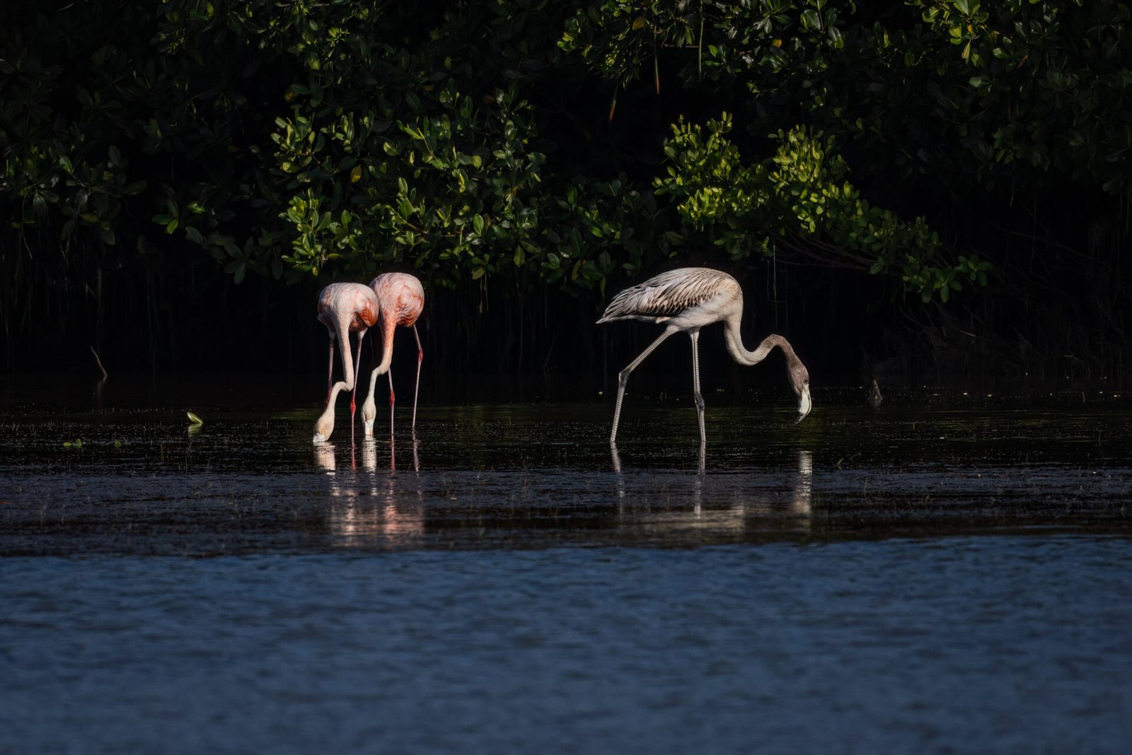 Pair Of Adult And Juvenile American Flamingos Feeding In Shallow Lagoon