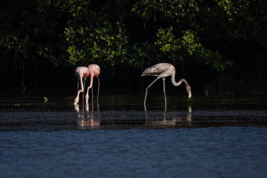 Pair Of Adult And Juvenile American Flamingos Feeding In Shallow