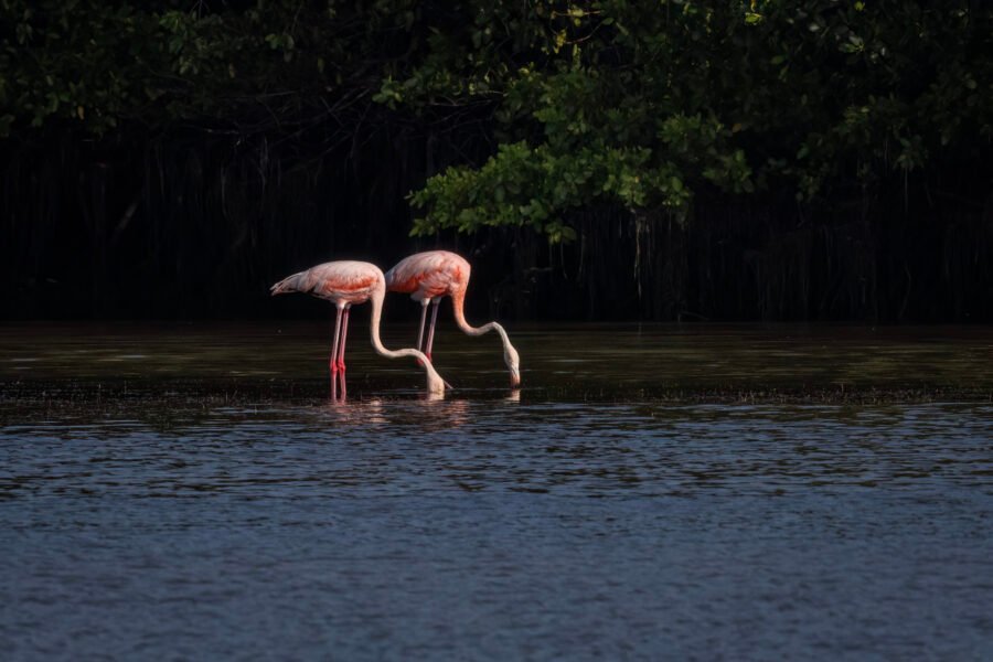 Pair Of American Flamingos Feeding In Shallow Lagoon