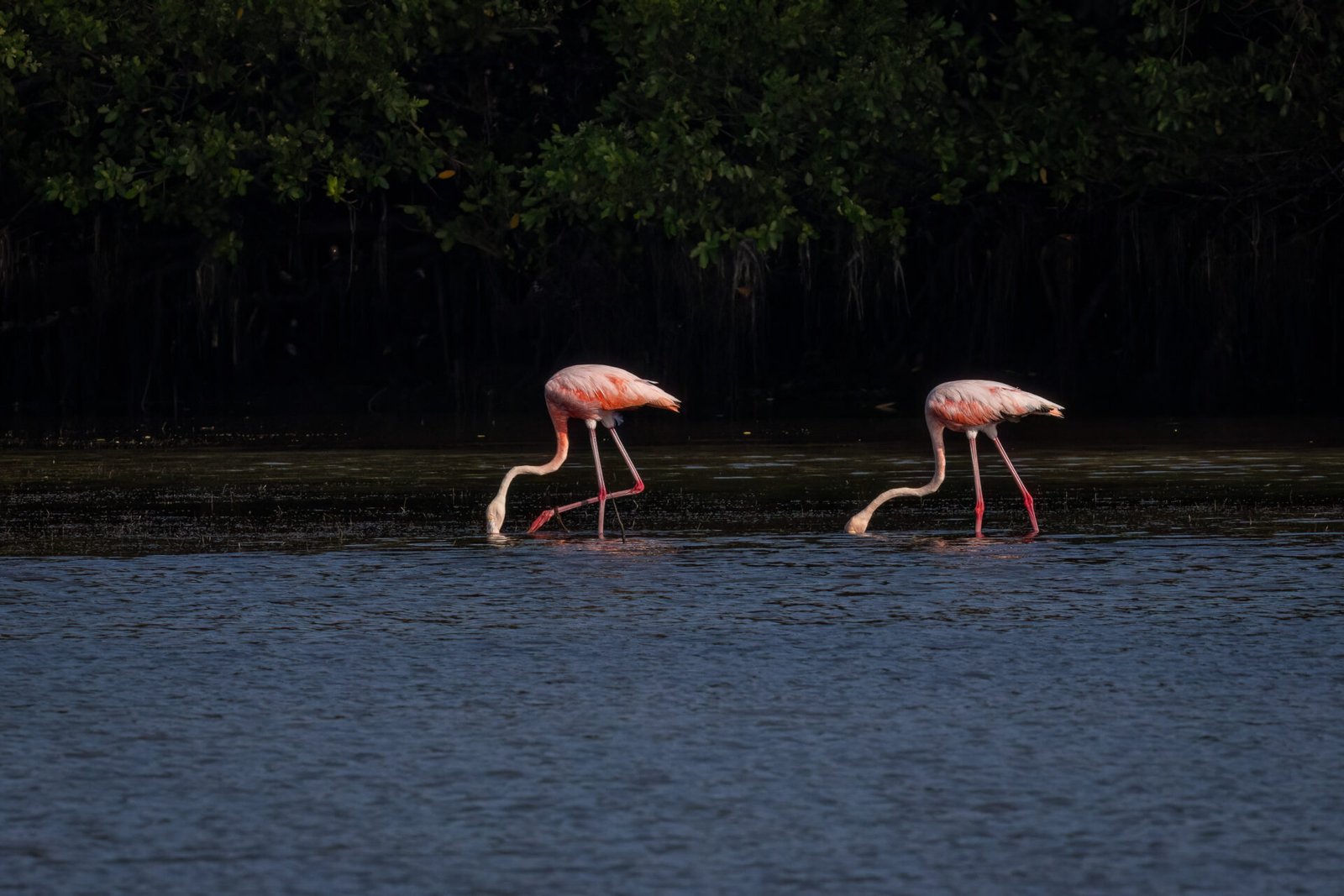 Pair Of American Flamingos Sifting Through Shallow Lagoon For Food