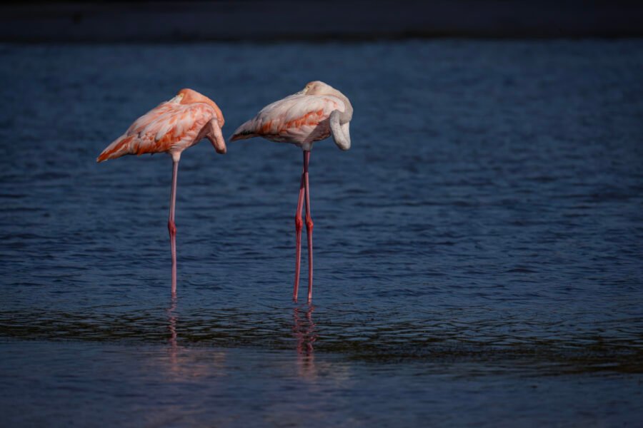 Adult And Young American Flamingos Taking Nap