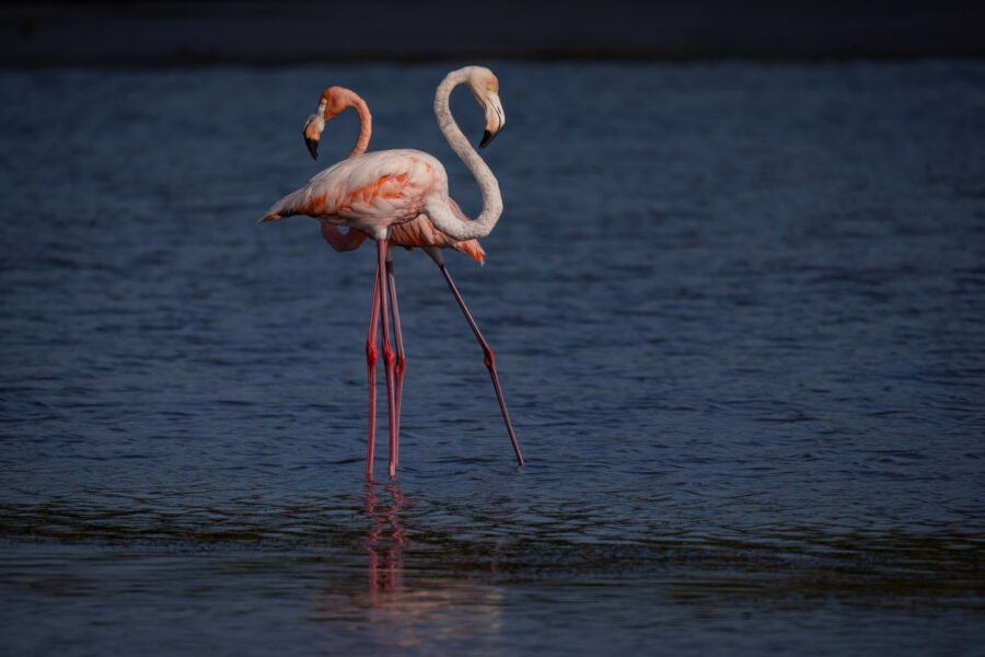 American Flamingo Walking Behind Another In Shallow Water