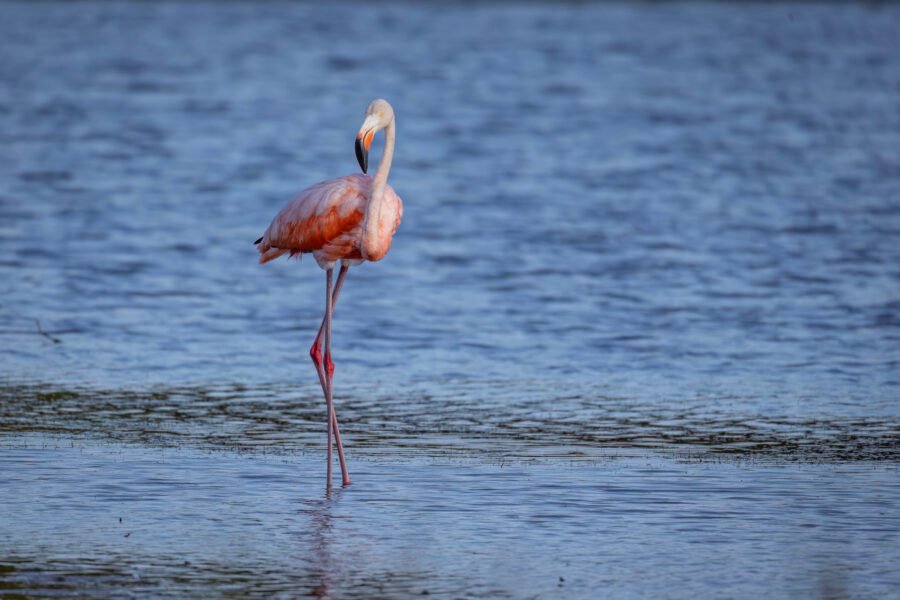 American Flamingo Walking Toward Others Along Edge Of Lagoon