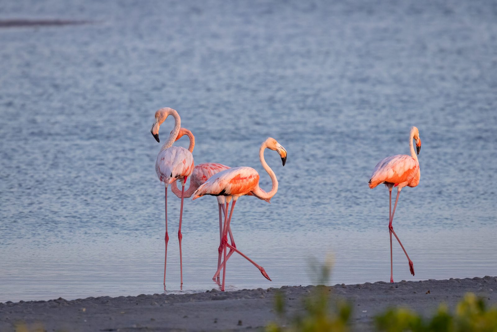 American Flamingos Meandering Along Edge Of Water