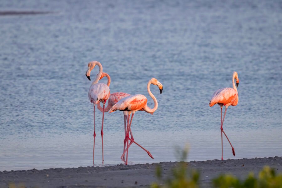 American Flamingos Meandering Along Edge Of Water