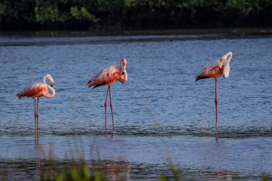 Group Of American Flamingos Preening At Edge Of Lagoon