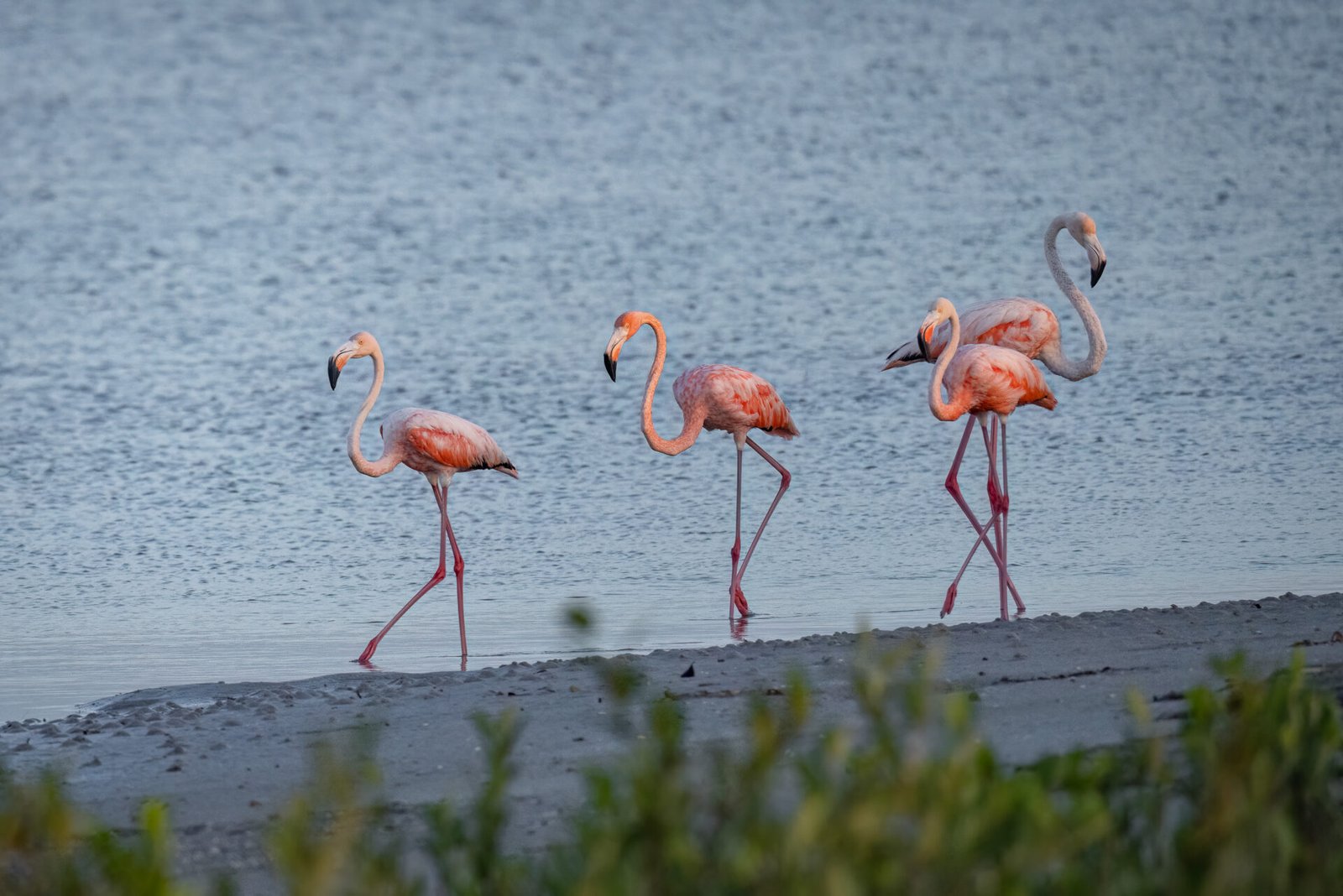Group Of American Flamingos Walking Along Edge Of Tidal Pool