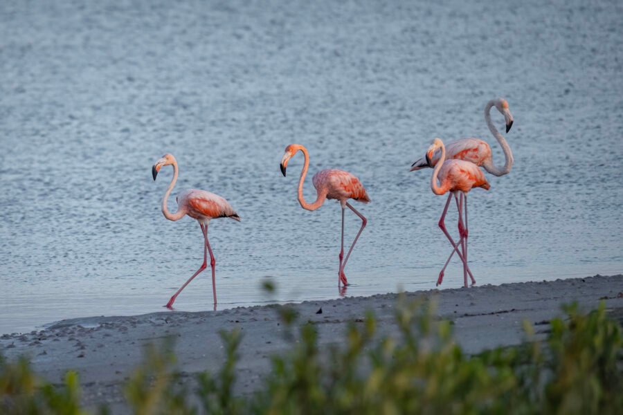 Group Of American Flamingos Walking Along Edge Of Tidal Pool