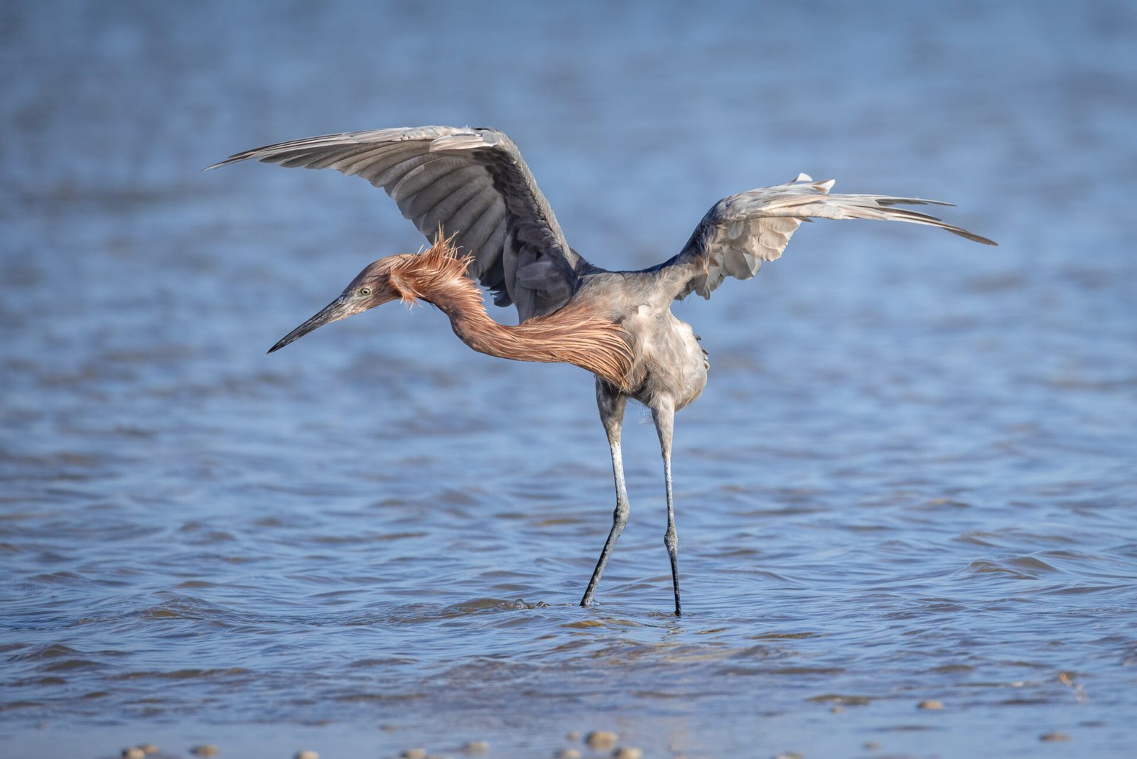 Reddish Egret Jumping Around Chasing Small Fish
