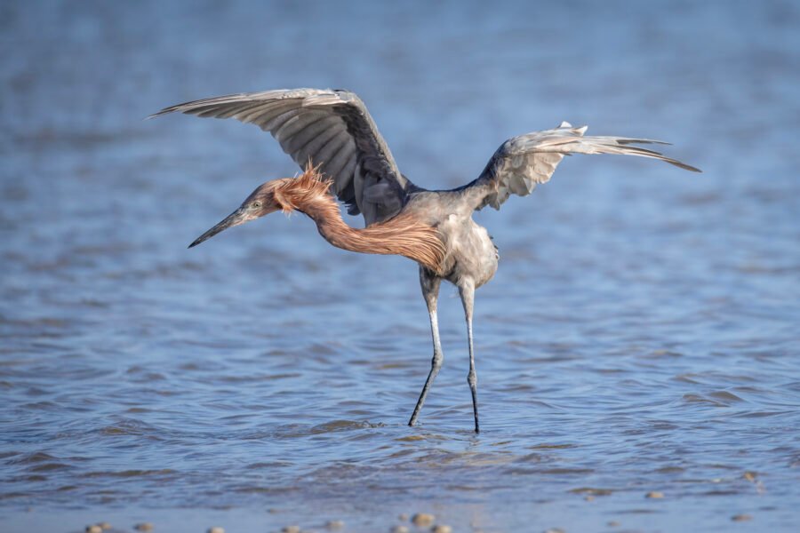 Reddish Egret Jumping Around Chasing Small Fish