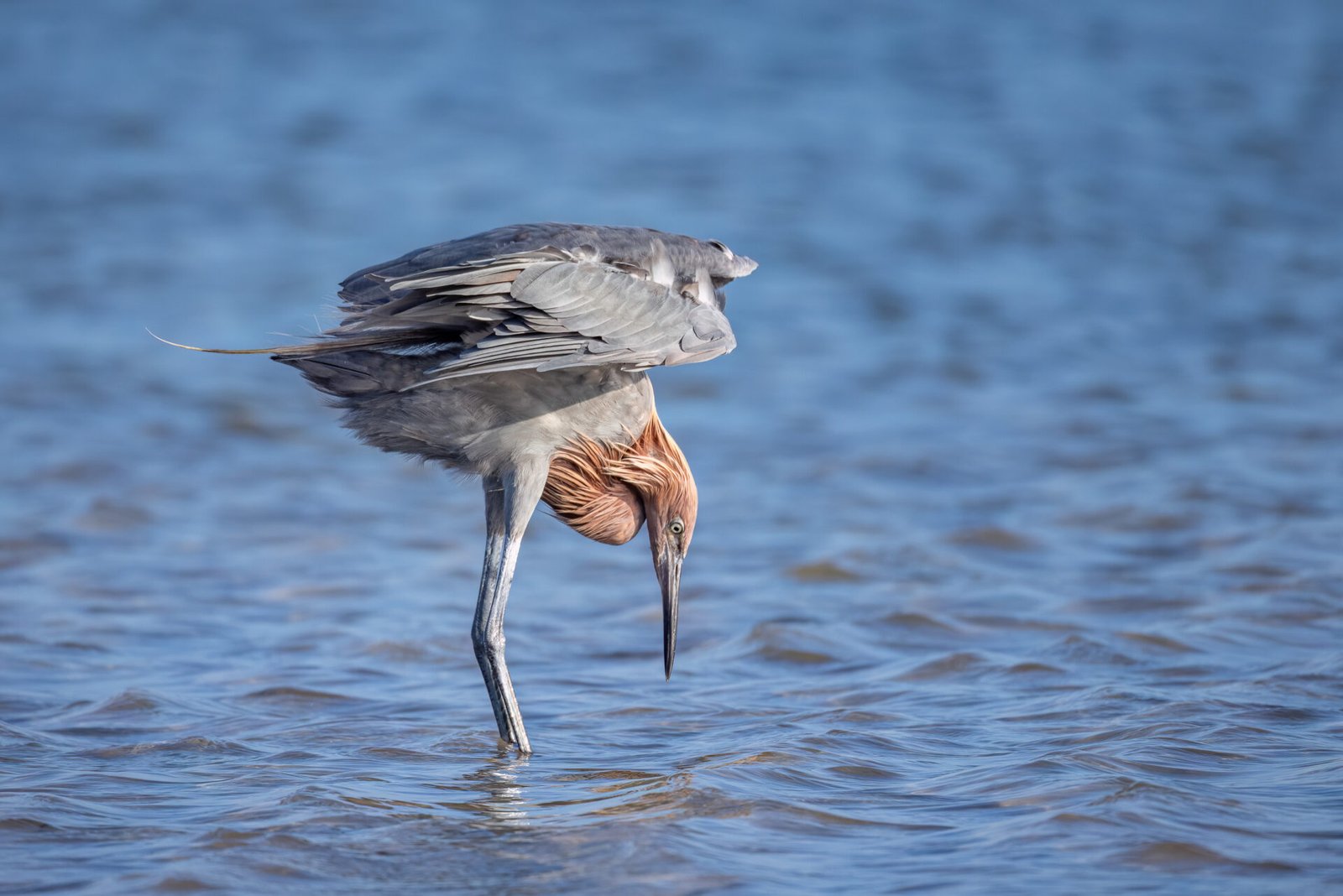 Reddish Egret Looking Straight Down Into Water