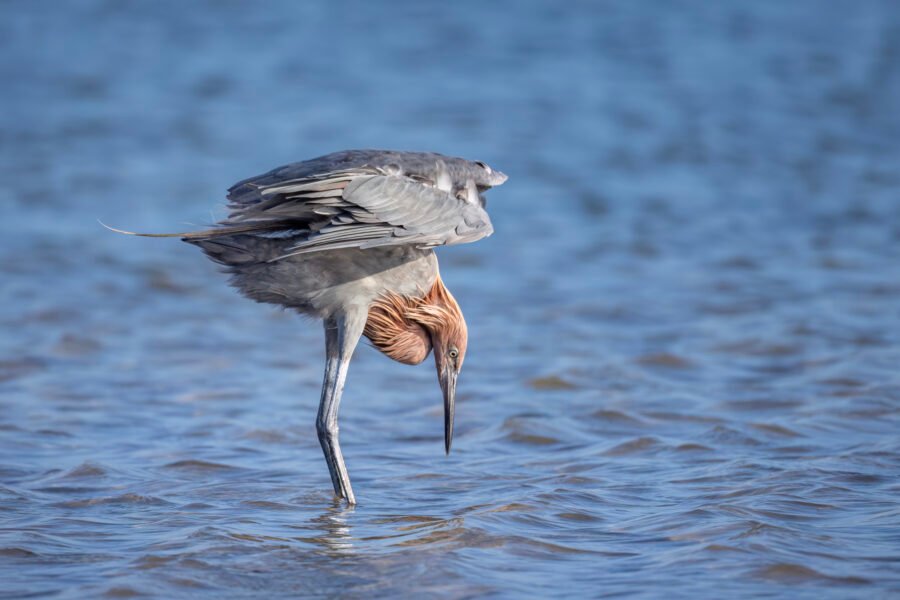 Reddish Egret Looking Straight Down Into Water