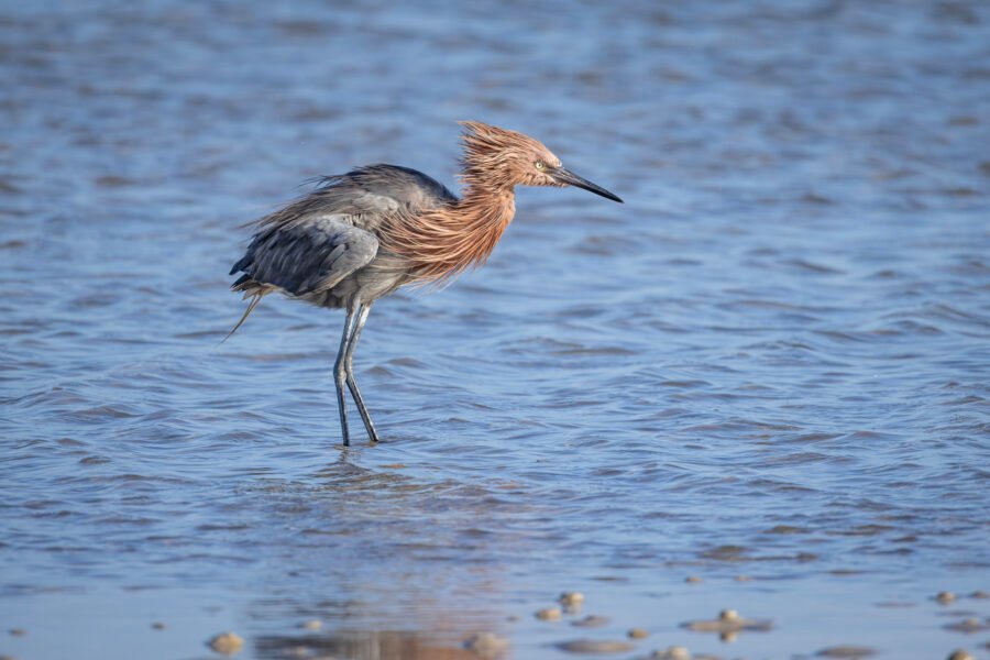 Reddish Egret Resting In Breezy Tidal Pool