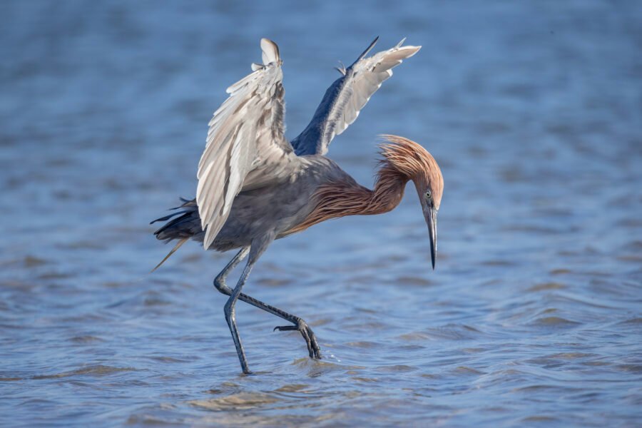 Reddish Egret Steering Fish With Wings Flared