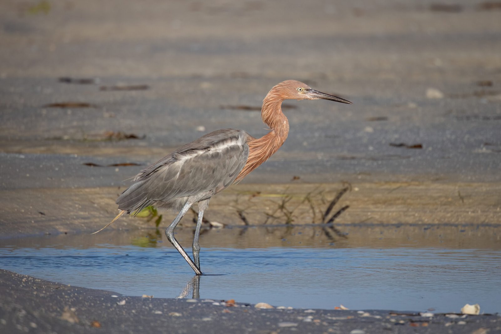 Reddish Egret Walking Through Tidal Pool