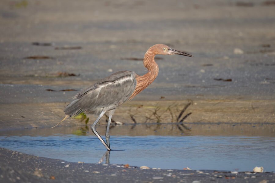 Reddish Egret Walking Through Tidal Pool