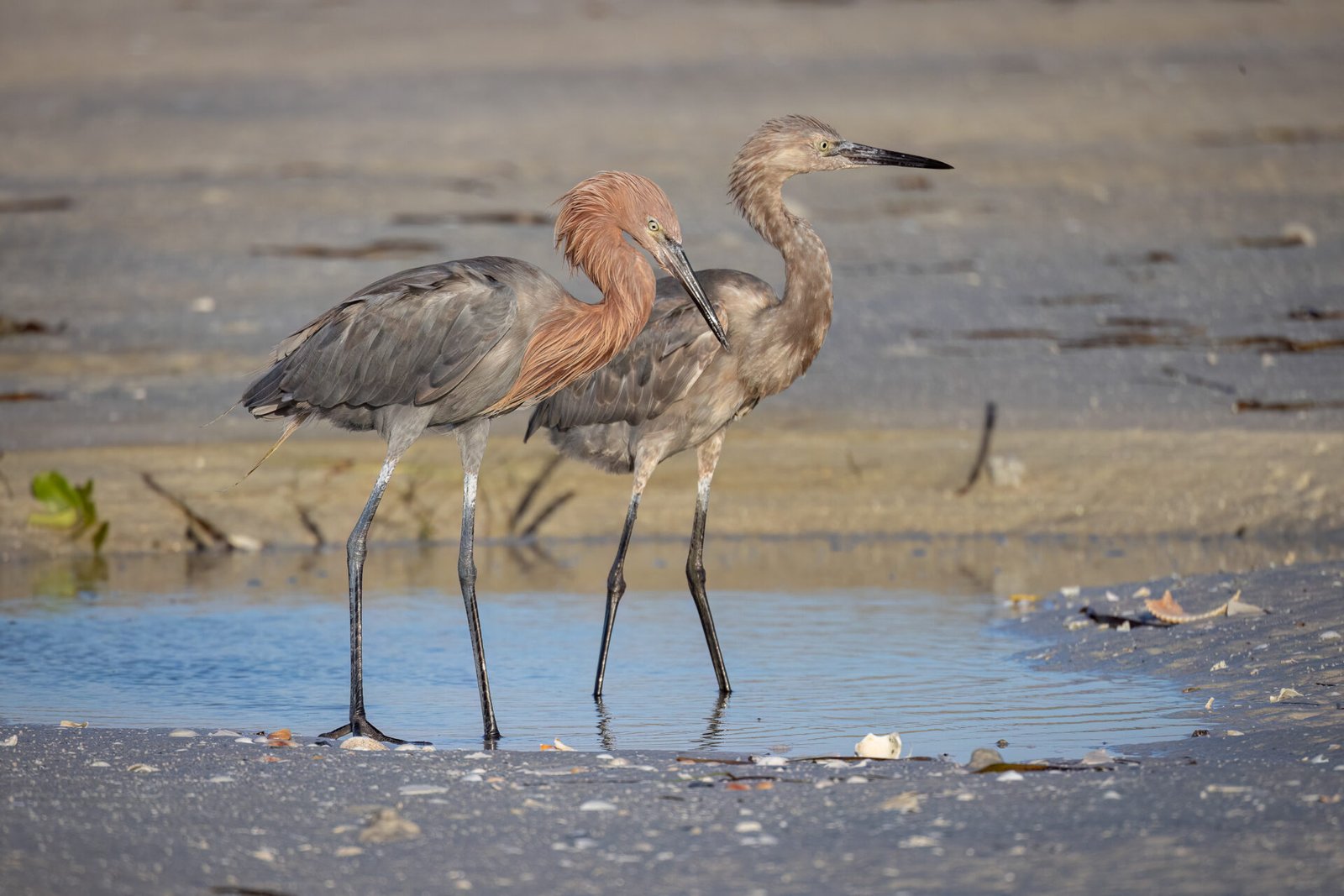 Reddish Egret With Juvenile Fishing In Tidal Pool