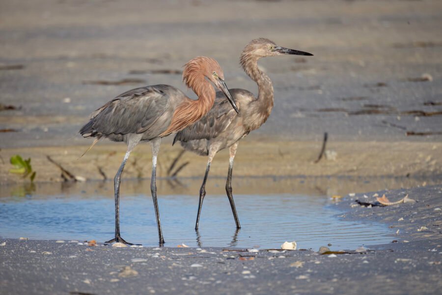 Reddish Egret With Juvenile Fishing In Tidal Pool