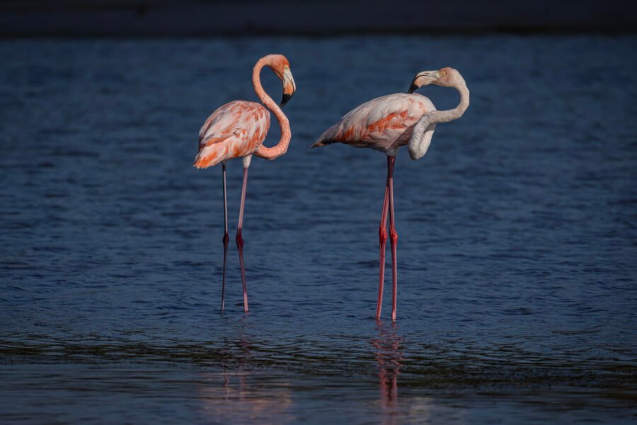 Young American Flamingo Looking Back At Adult