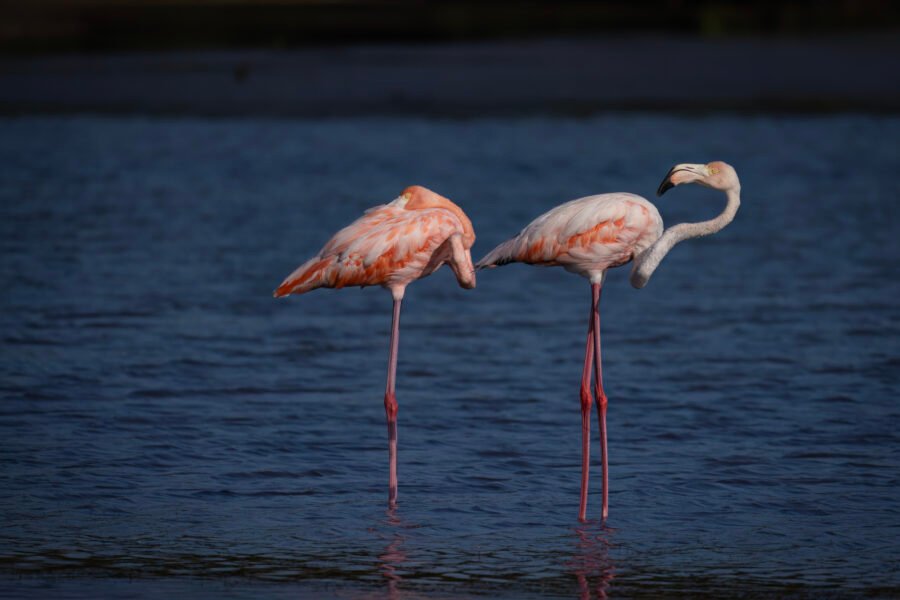 Young American Flamingo Looking Back At Resting Adult