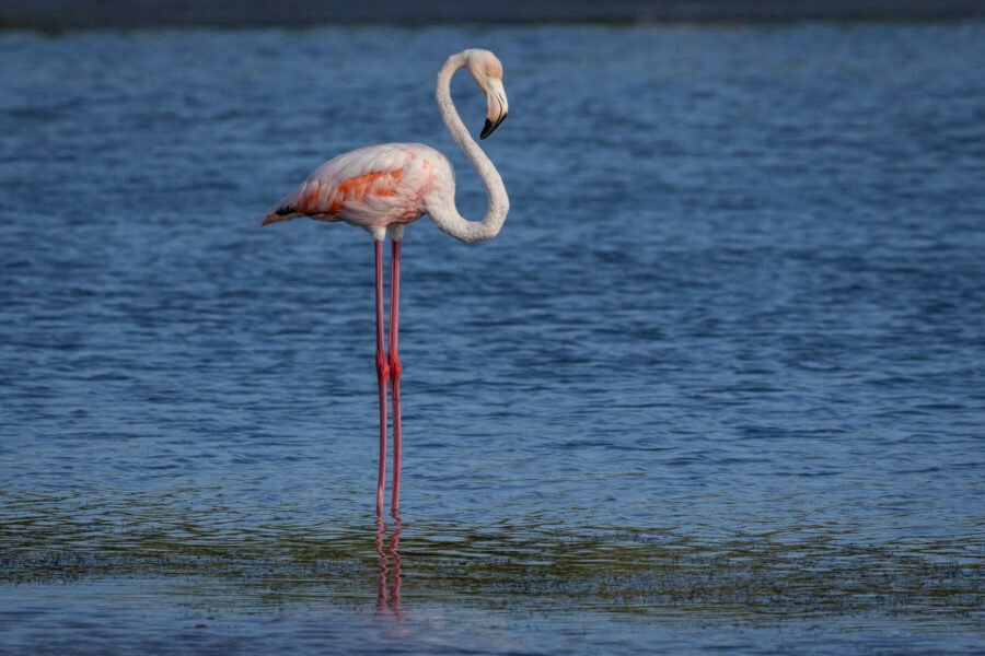 Young American Flamingo Resting In Shallow Water