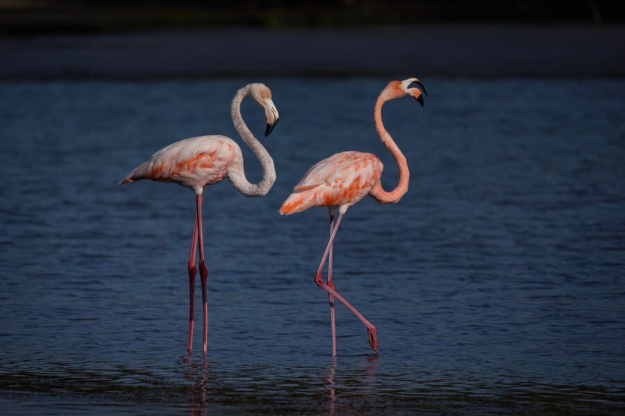 American Flamingo Calling To Others