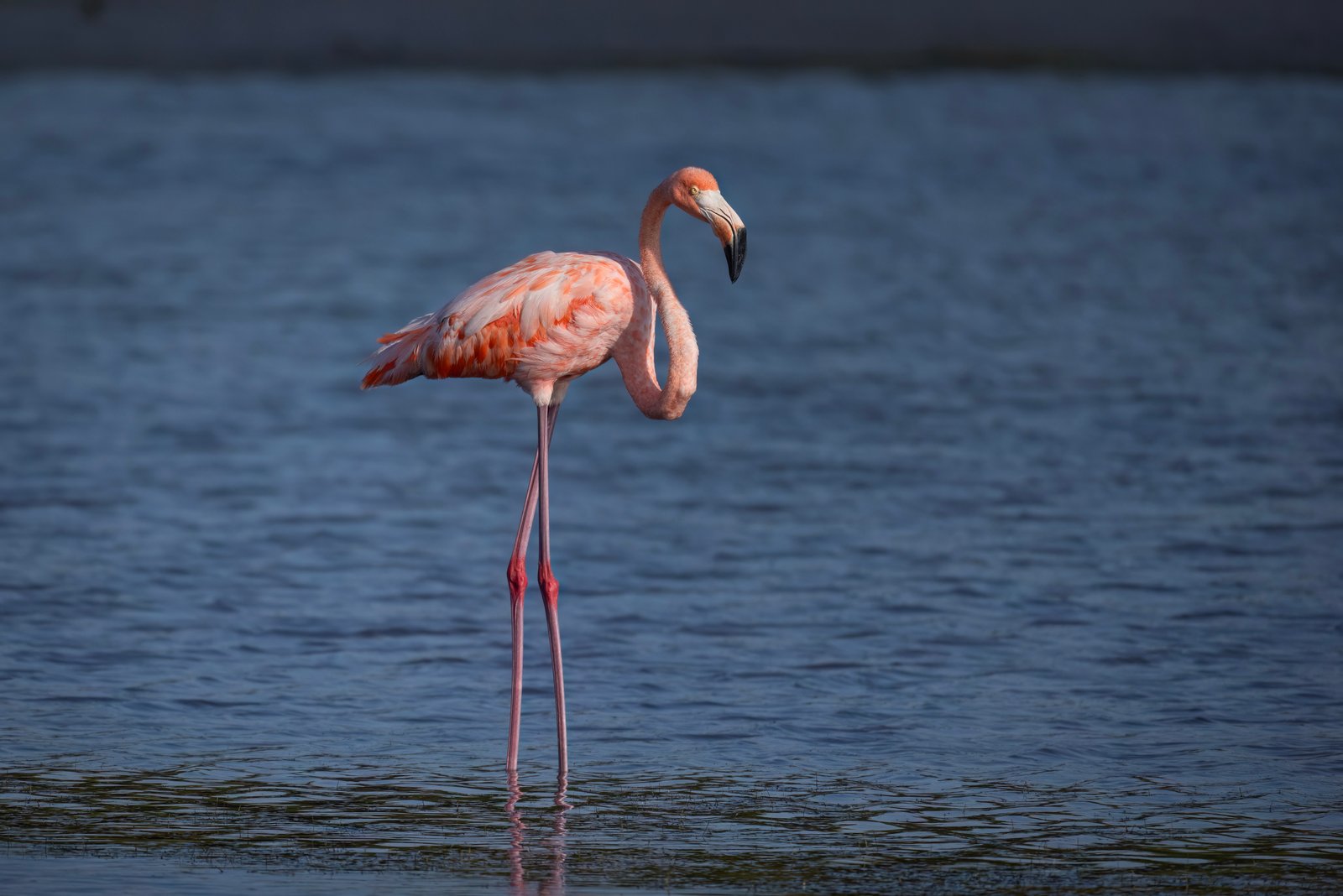 American Flamingo Resting Along Edge Of Shallow Lagoon