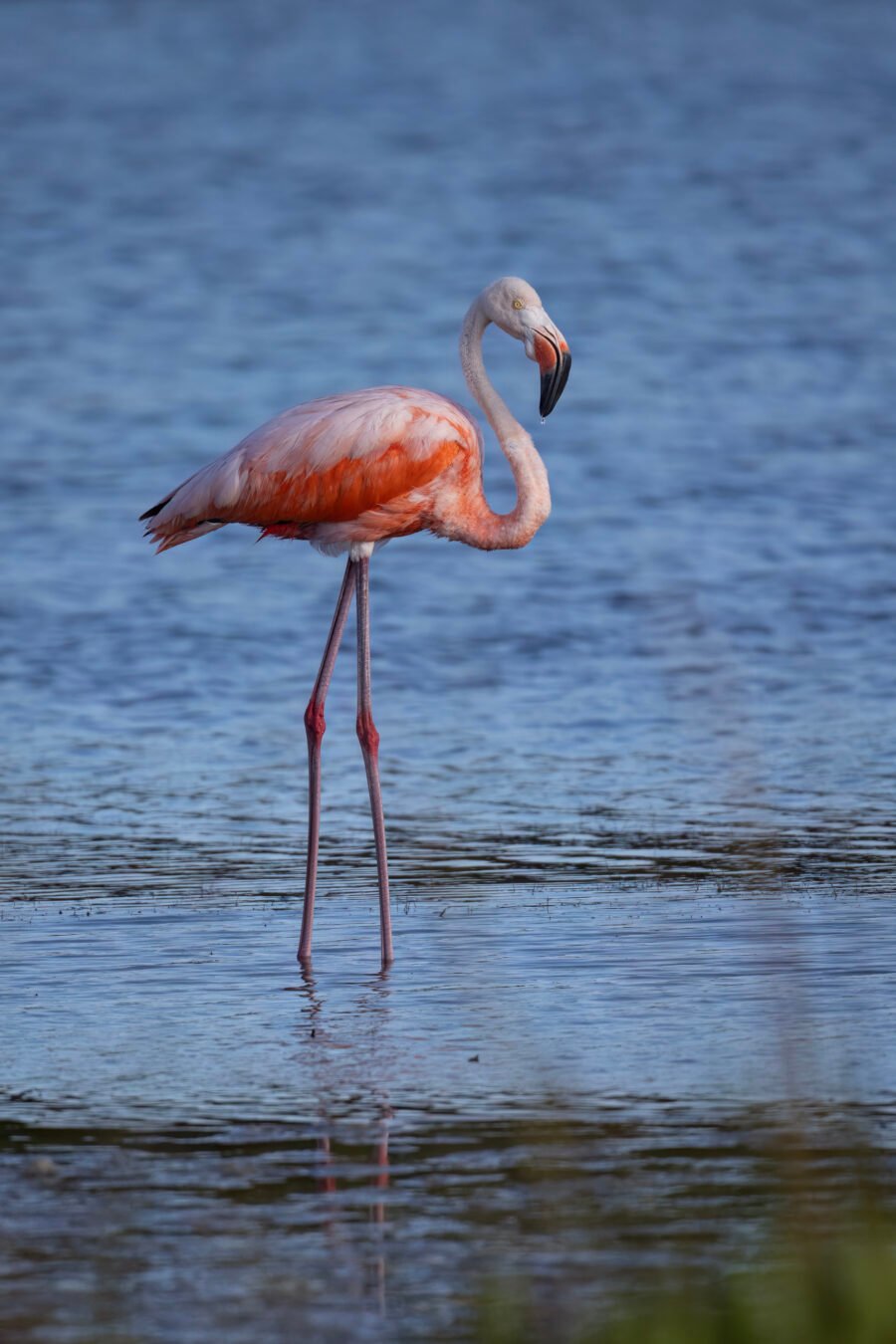 American Flamingo Standing Serenely Along Edge Of Shallow Lagoon