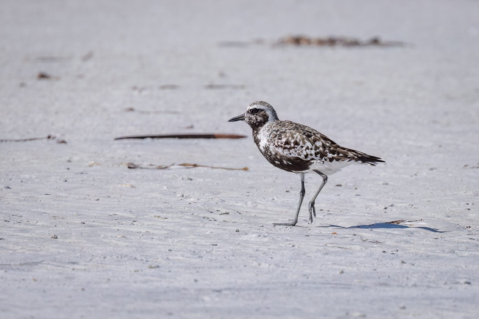 Black Bellied Plover Walking Along The Beach