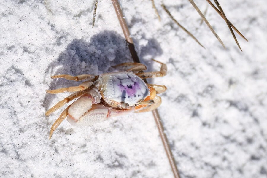 Looking Down On Back Of Fiddler Crab