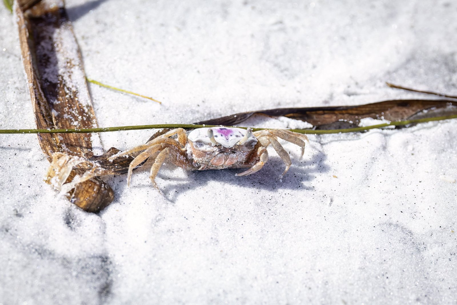 Fiddler Crab Crouched Next To Sea Grass