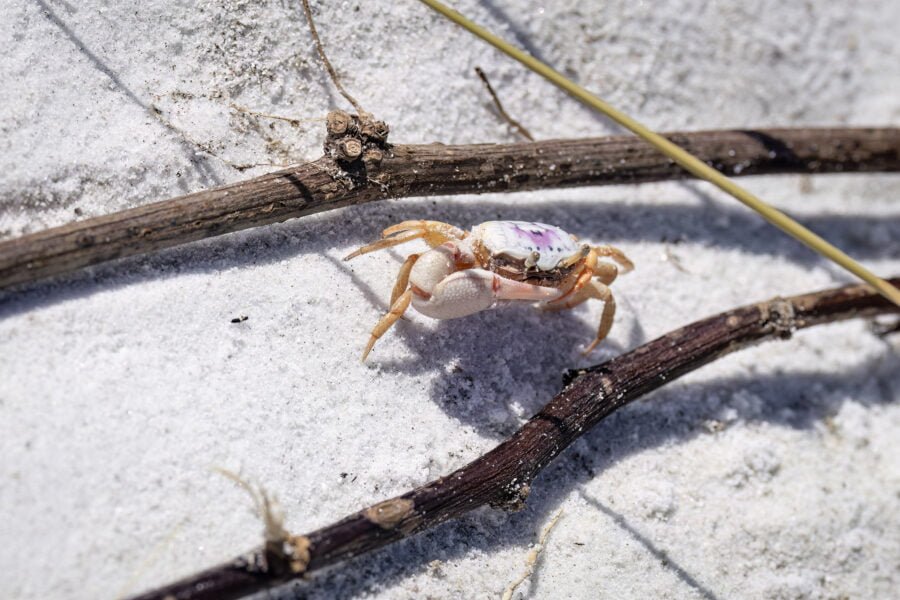 Fiddler Crab Hiding Between Two Sticks