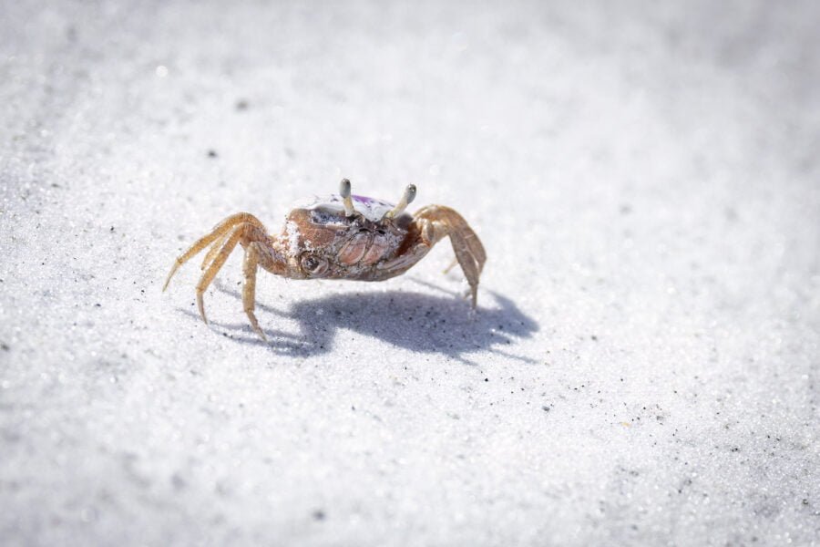 Fiddler Crab Running Across Sand