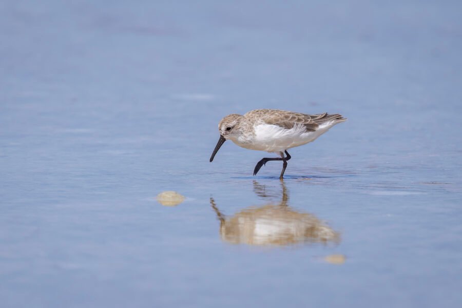 Sanderling Looking For Small Crabs In Tidal Pool