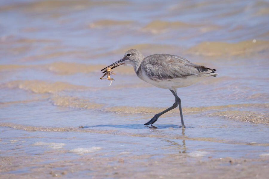 Willet Walking Away With Large Grasshopper