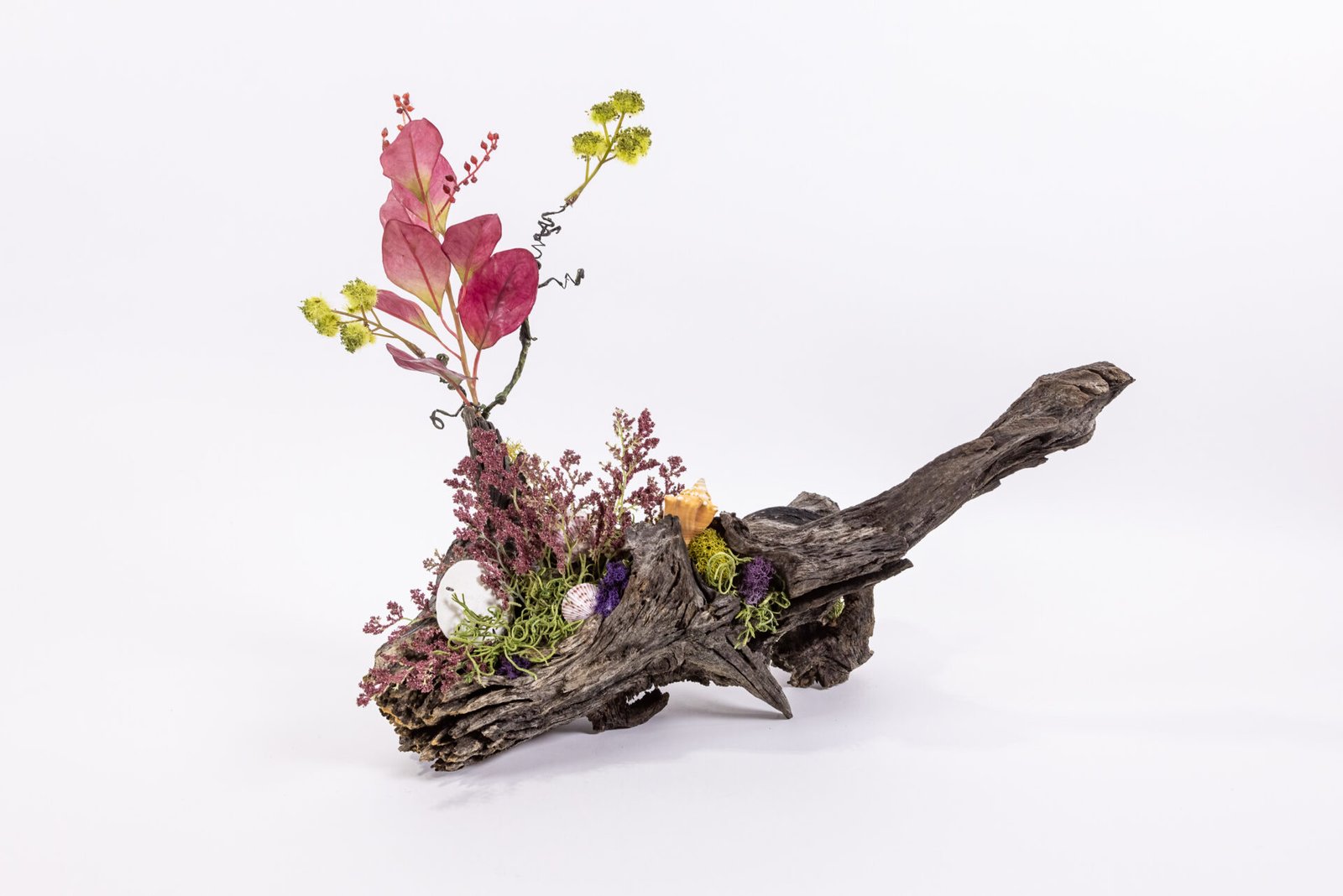 Driftwood With Sand Dollar And Shells And Pink Leaves