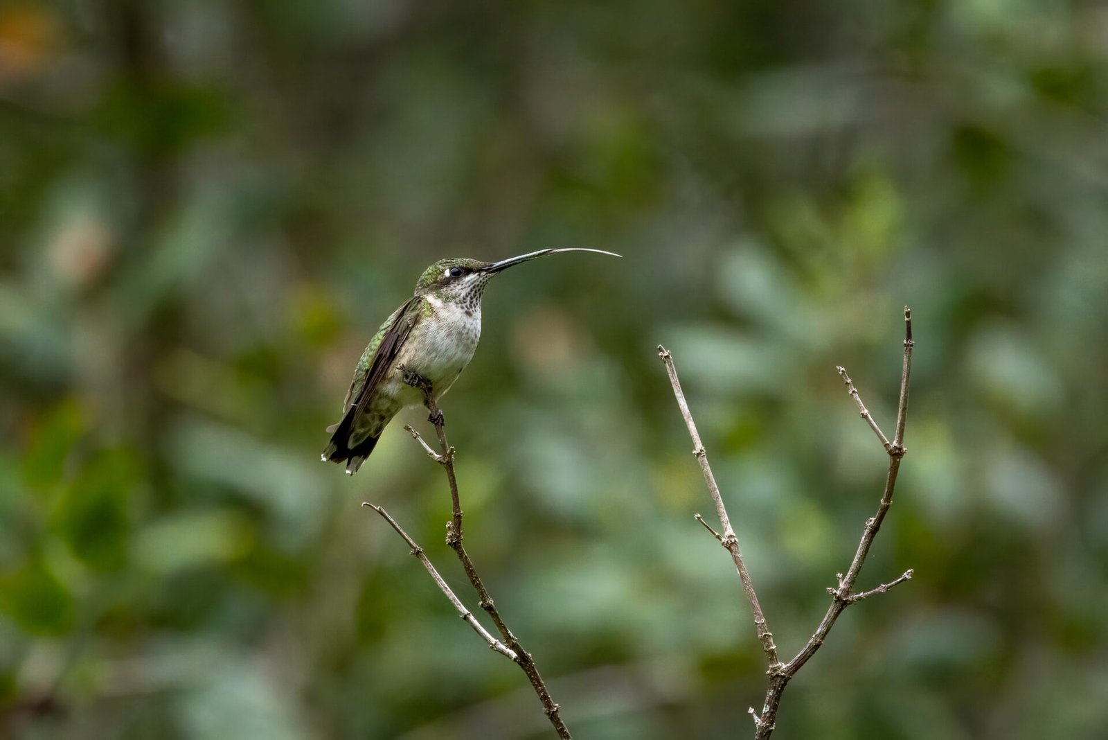 Ruby Throated Hummingbird Perched On Branch With Tongue Out