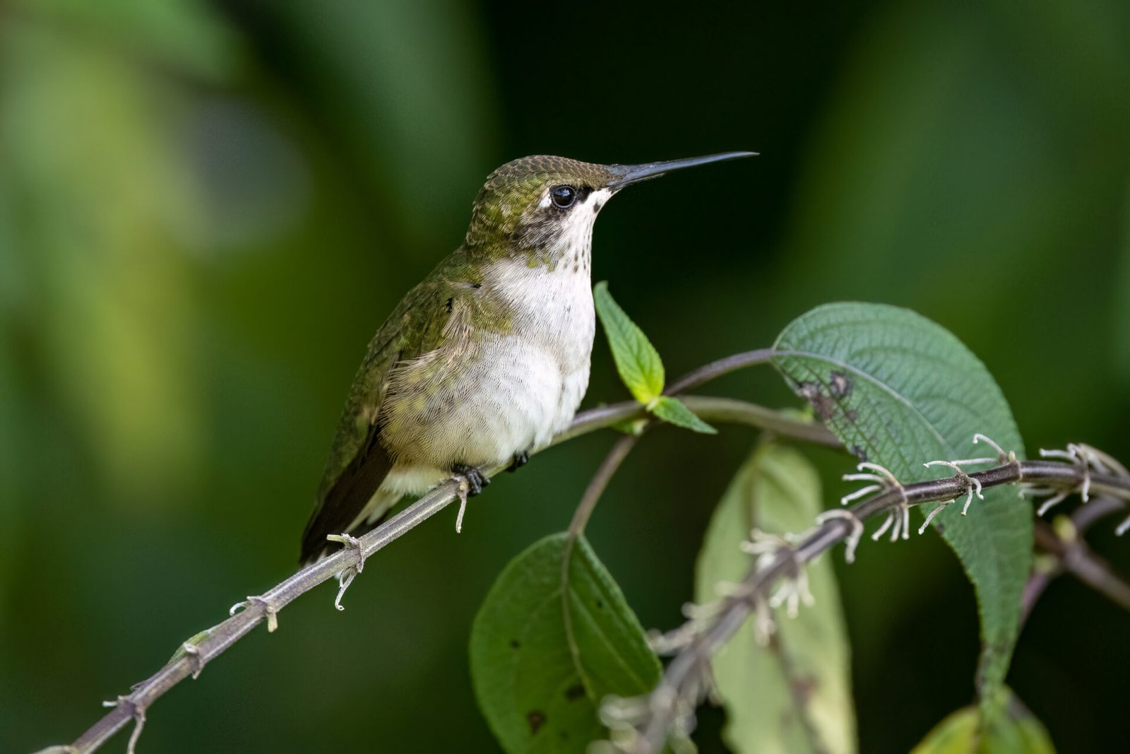 Juvenile Ruby Throated Hummingbird Perched On Salvia Branch