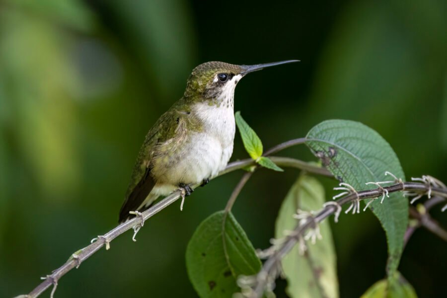 Juvenile Ruby Throated Hummingbird Perched On Salvia Branch