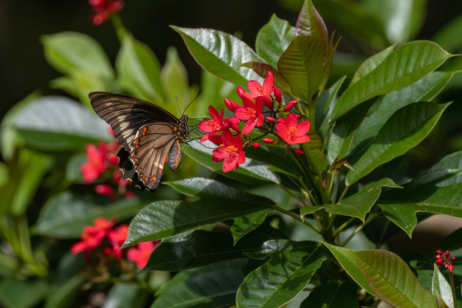 Polydamus Swallowtail On Red Jatropha Flower