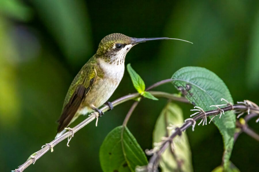 Young Ruby Throated Hummingbird Cleaning His Tongue