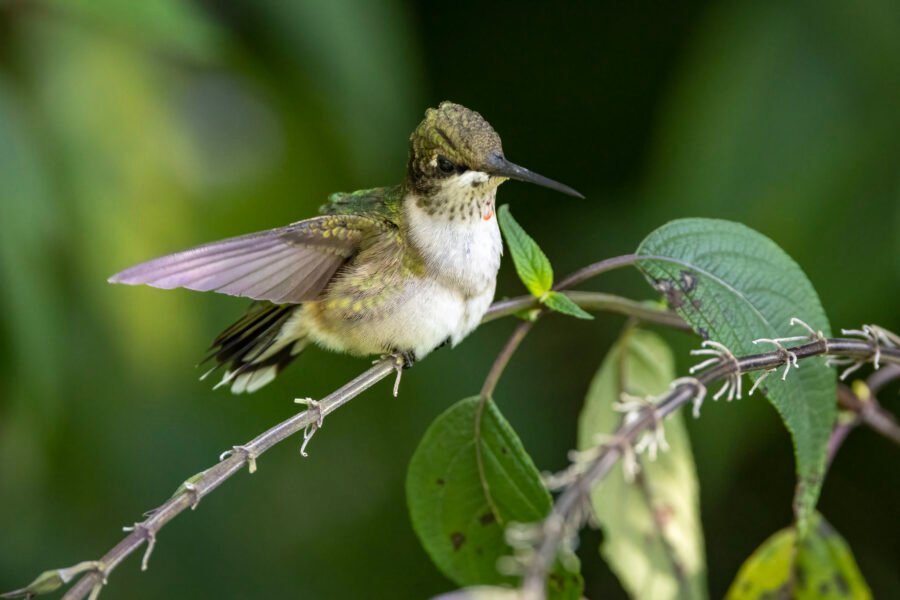 Young Ruby Throated Hummingbird Exercising Wings