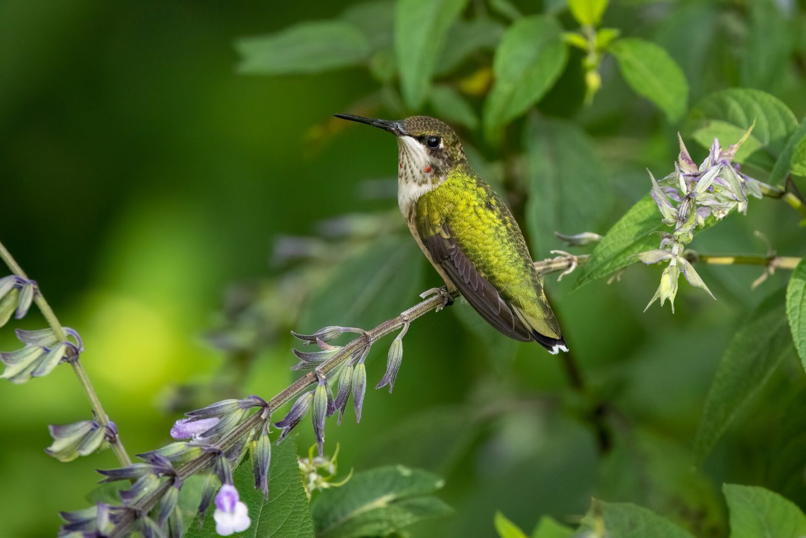 Young Ruby Throated Hummingbird Resting On Purple Salvia