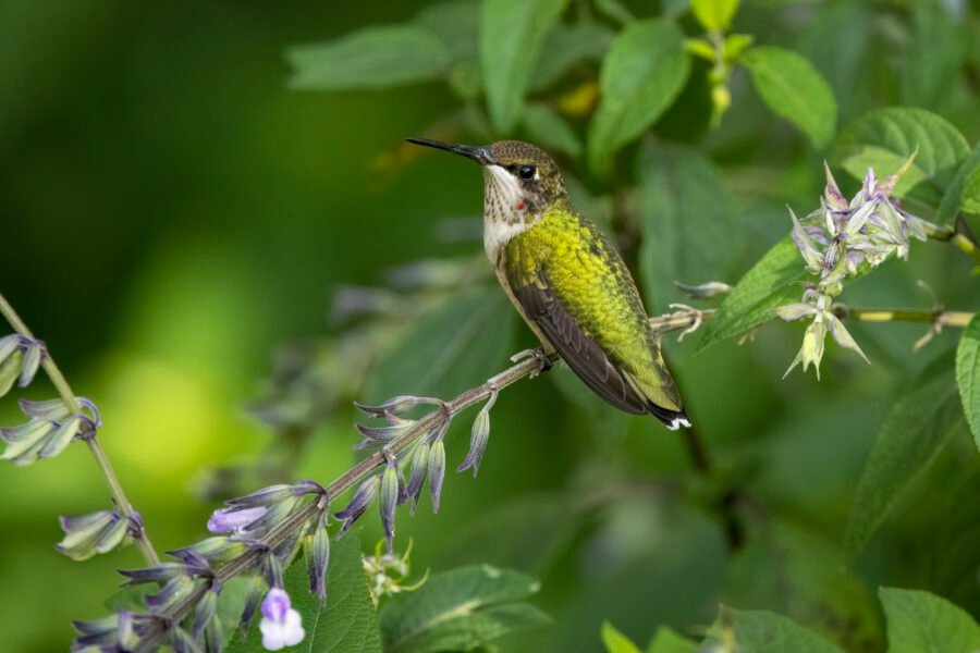 Young Ruby Throated Hummingbird Resting On Purple Salvia