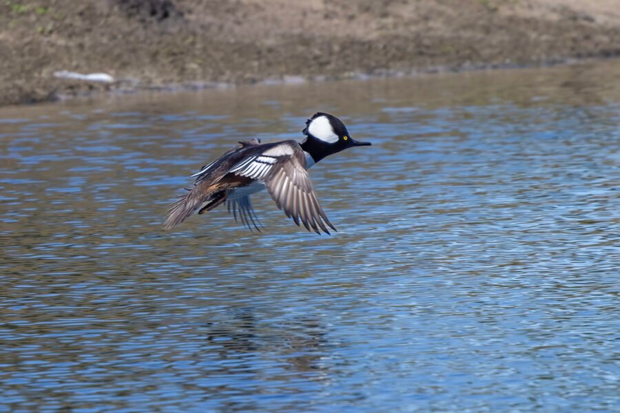Hooded Merganser Male Flies Off From Small Pond