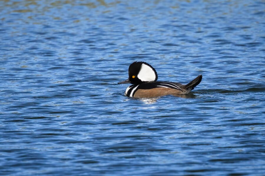 Hooded Merganser Male Swimming In Sun On Pond