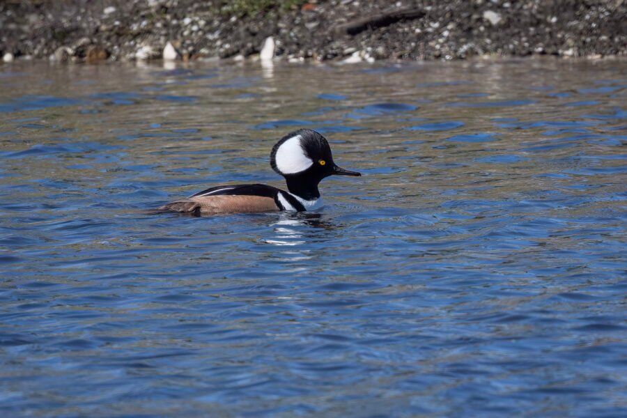 Hooded Merganser Male Swimming On Small Pond
