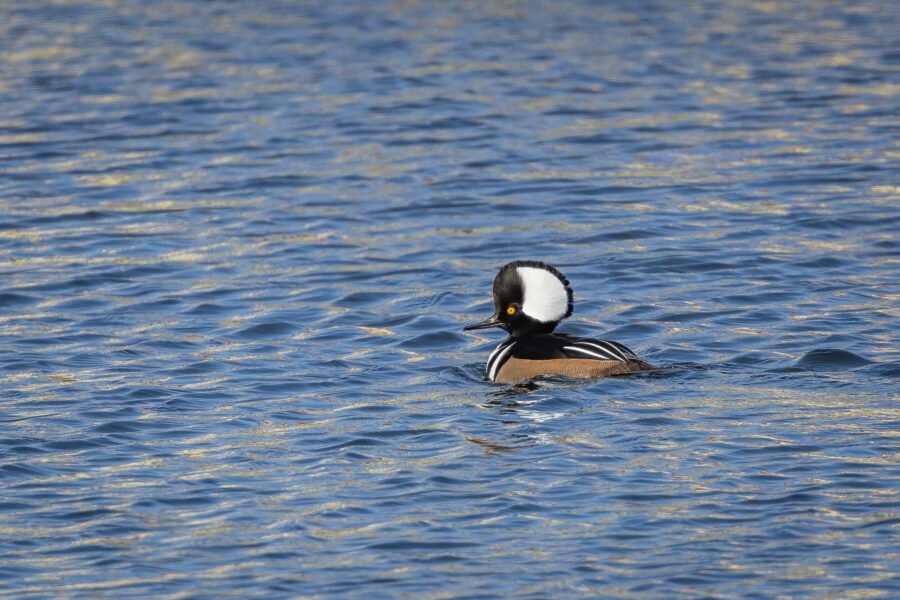 Male Hooded Merganser Looks Around On Small Pond