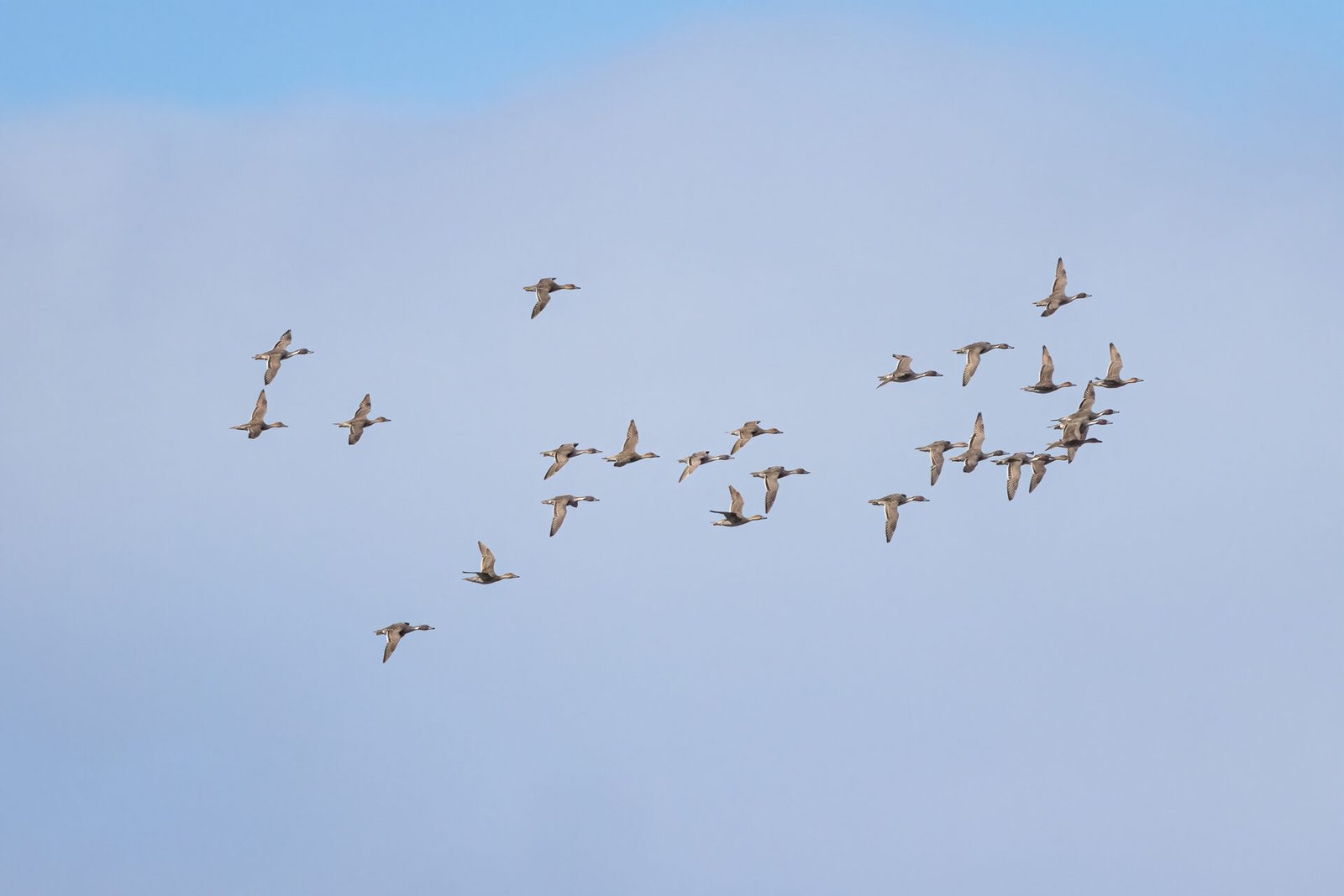 Flock Of Pintails Circles To Land