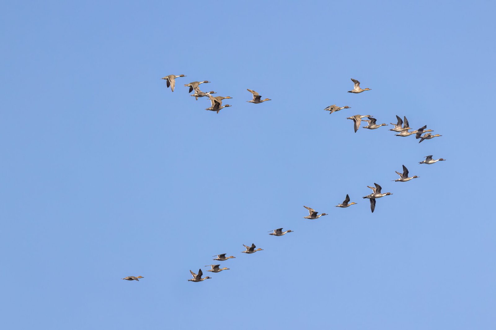 Large Flock Of Pintails Flies By